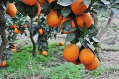 重慶地理標志農產品在《源味中國》亮相，四個區縣風味獨特